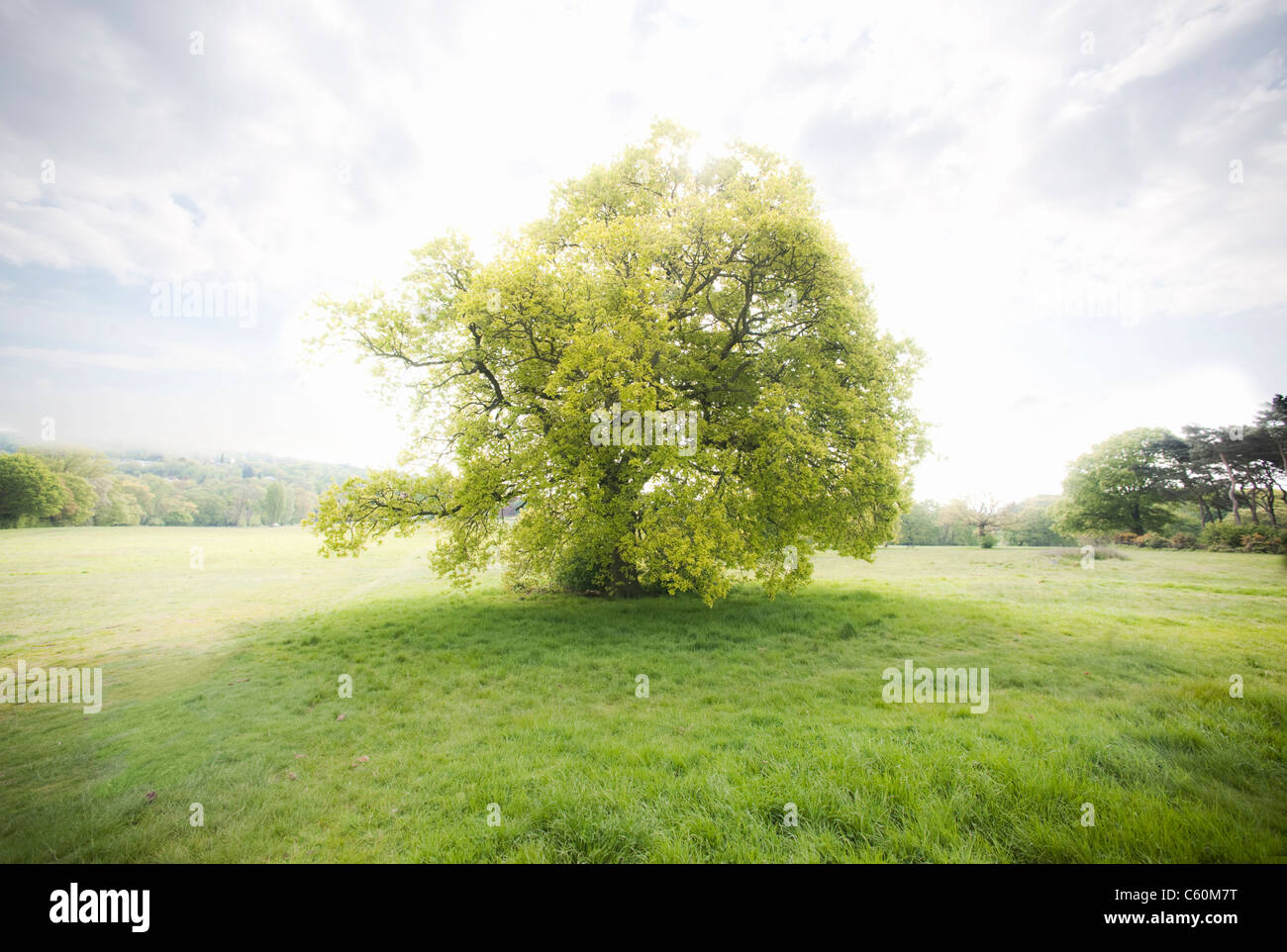 Tree in misty field hi-res stock photography and images - Alamy