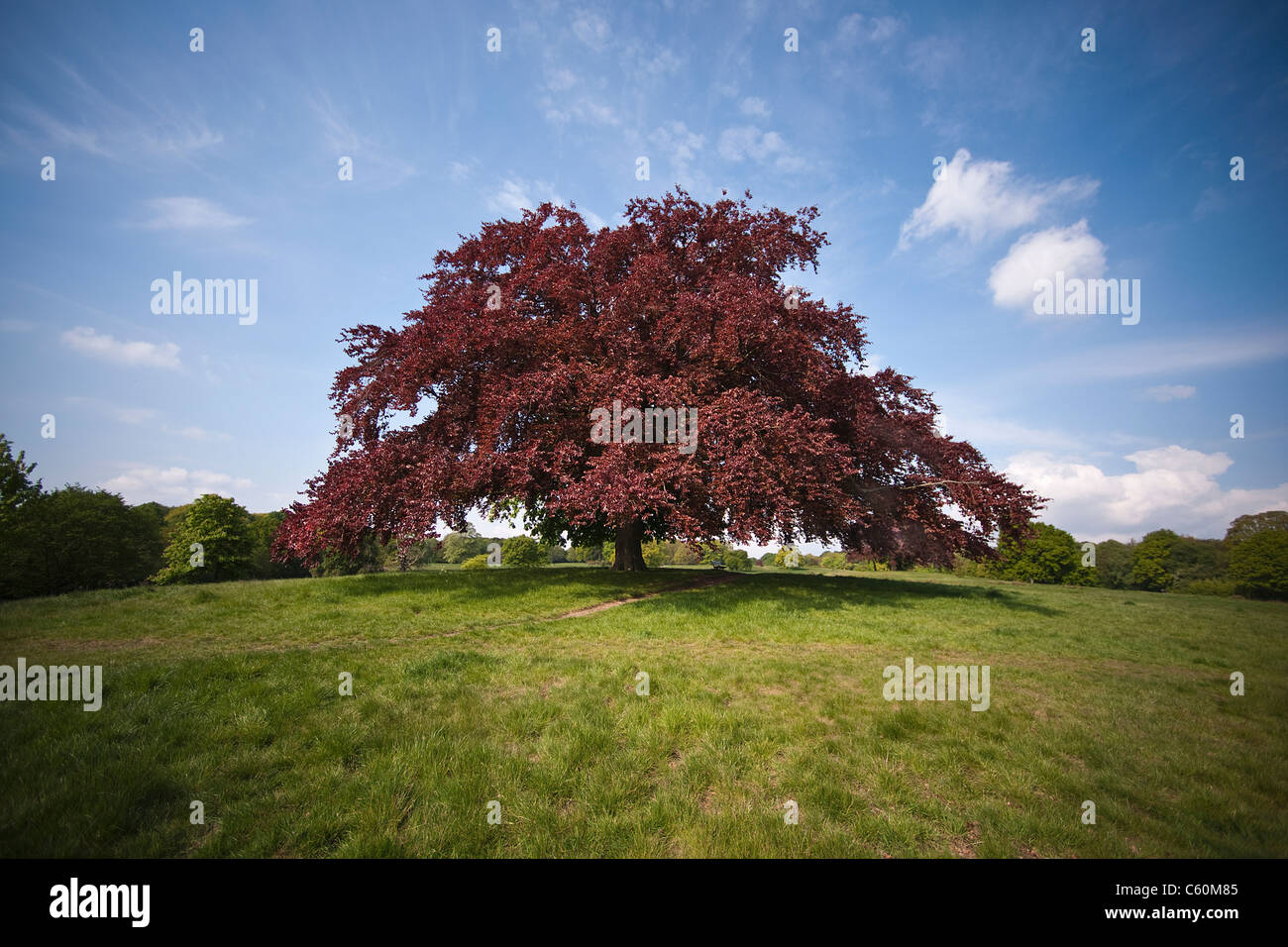 Single tree field harmony hi-res stock photography and images - Alamy