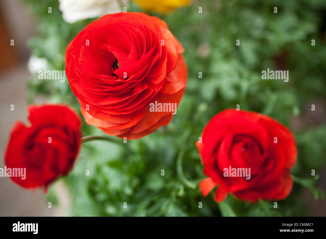Buttercup In The Foreground High Resolution Stock Photography and
