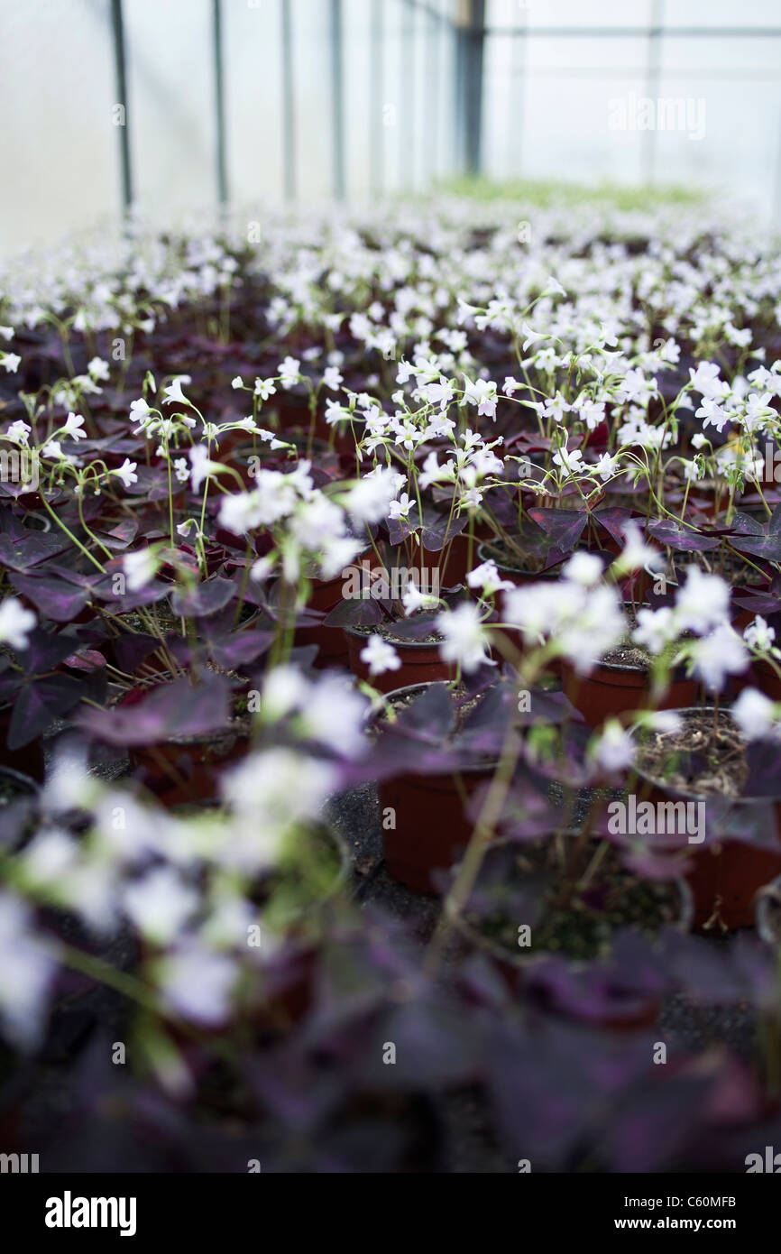 White flowers growing in greenhouse Stock Photo Alamy