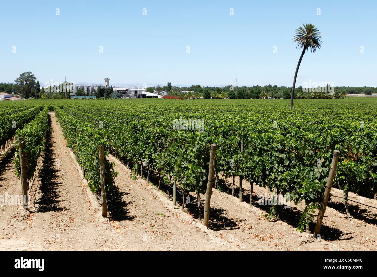 The Bacalhoa vineyard at Vila Nogueira de Azeitao, close to Setubal, Portugal. Stock Photo