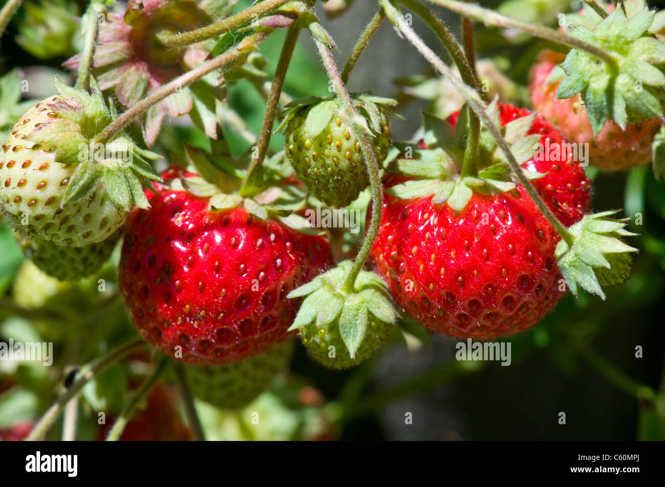 Wild strawberries plant with green leaves, red and green berries Stock ...