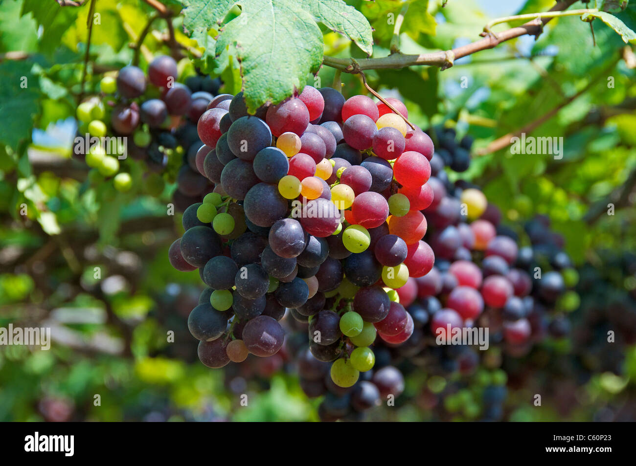 Multi coloured grapes on vine for grape juice Tamil Nadu South India Stock Photo