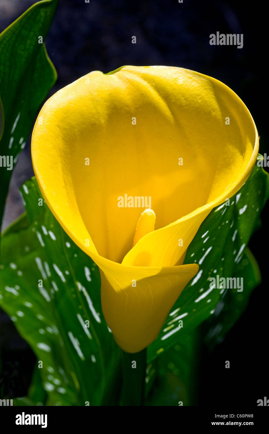 calla lily flower yellow Stock Photo Alamy
