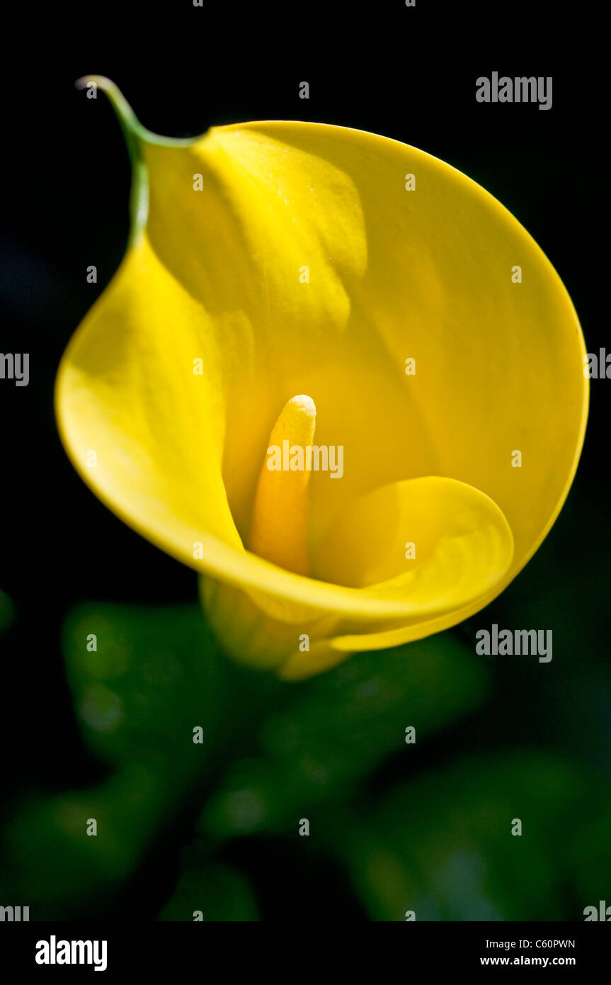 calla lily flower yellow Stock Photo Alamy