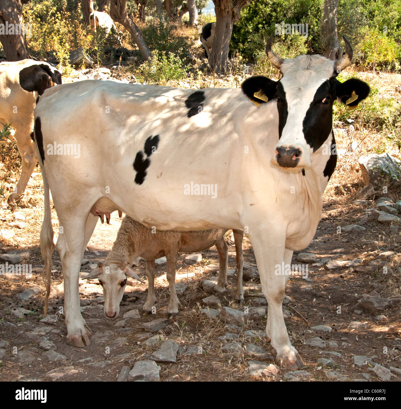 South Turkey Farm Farmer Turkish Harvest between Kas and Antalya agriculture field landscape agricultural Stock Photo