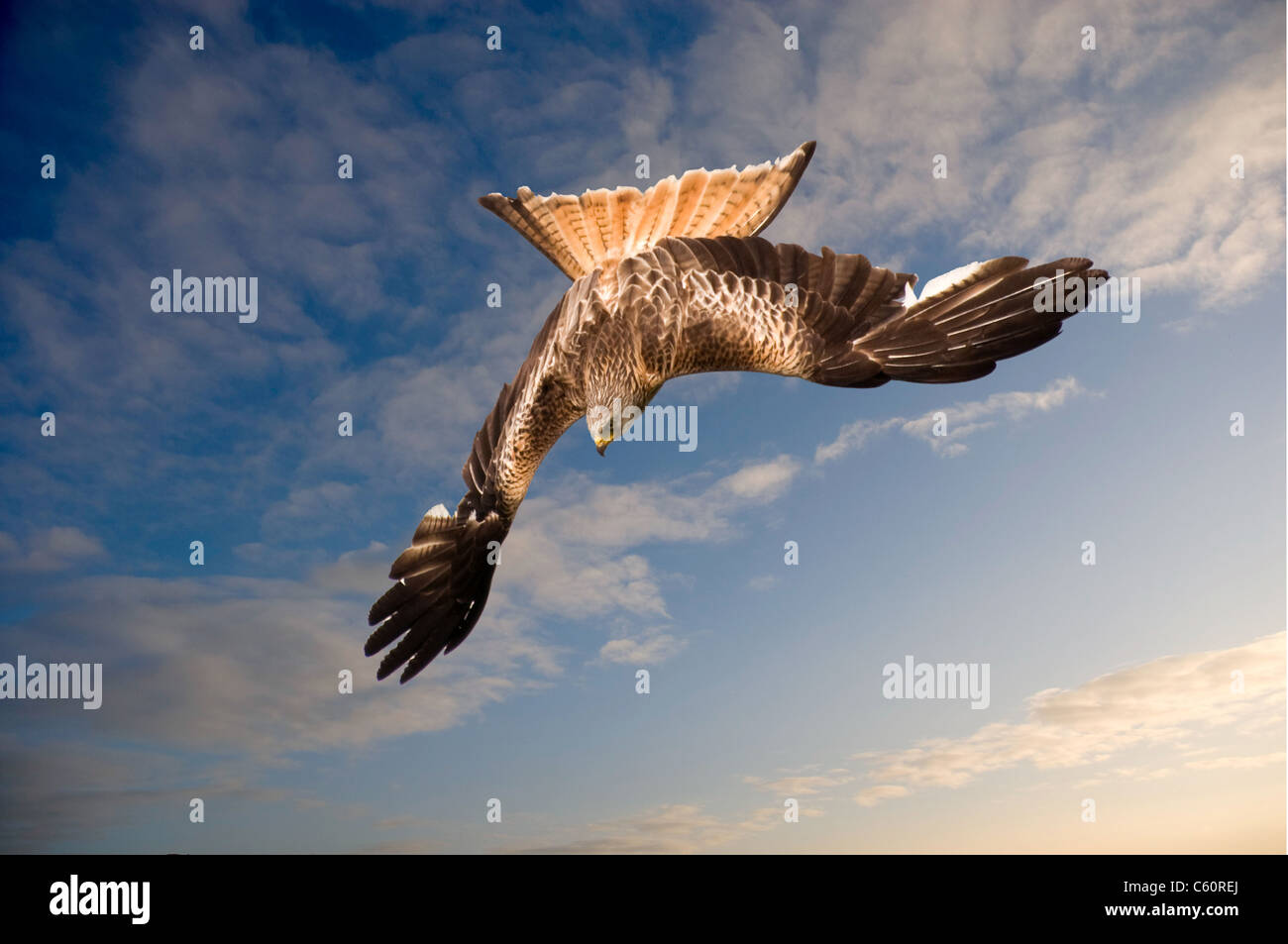 Diving Red Kite Stock Photo