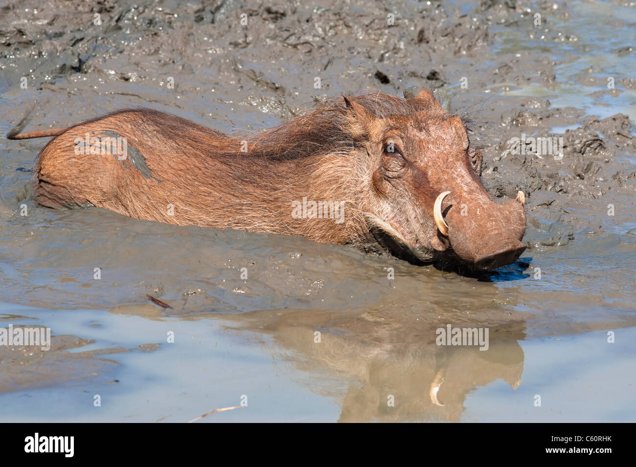 Warthog, Phacochoerus; aethiopicus, wallowing, Mkhuze game reserve, South Africa Stock Photo