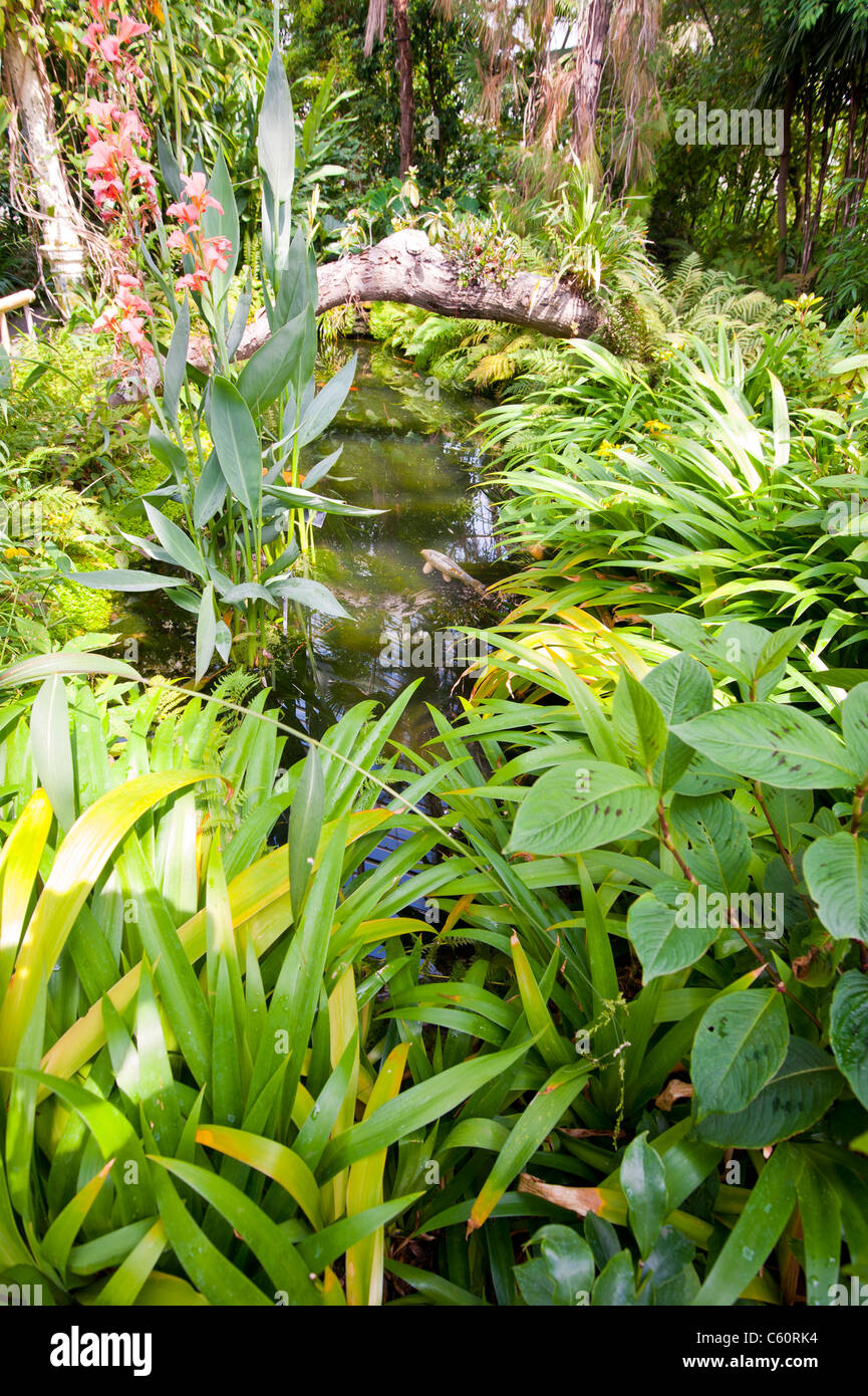 Plants in a tropical greenhouse Stock Photo