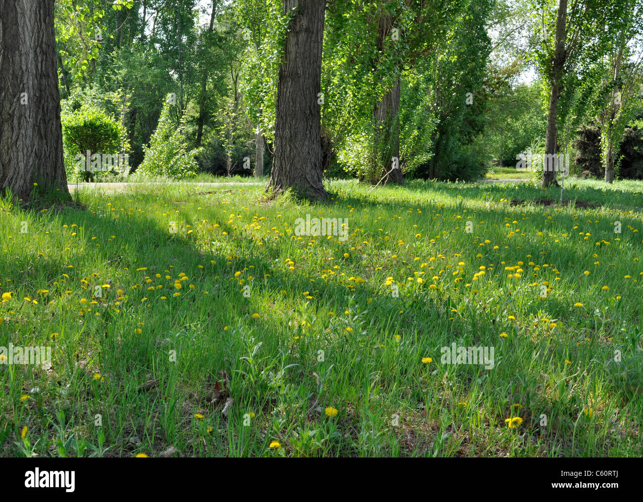 Path through the landscaped park in spring Stock Photo - Alamy