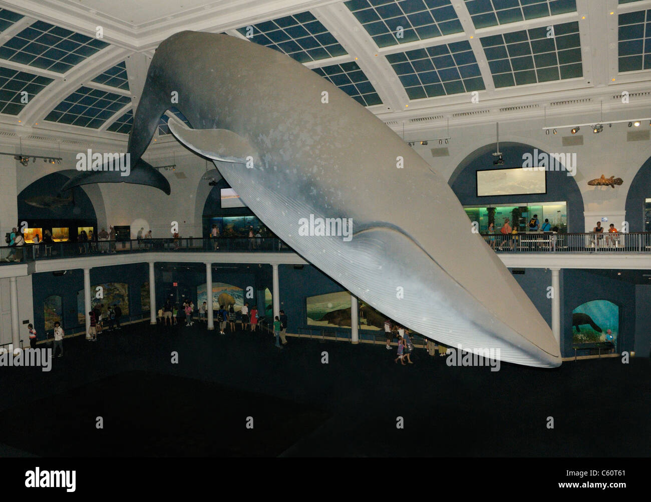 Blue Whale lifesize display in the Hall of Ocean Life,  American Museum of Natural History, New York City Stock Photo