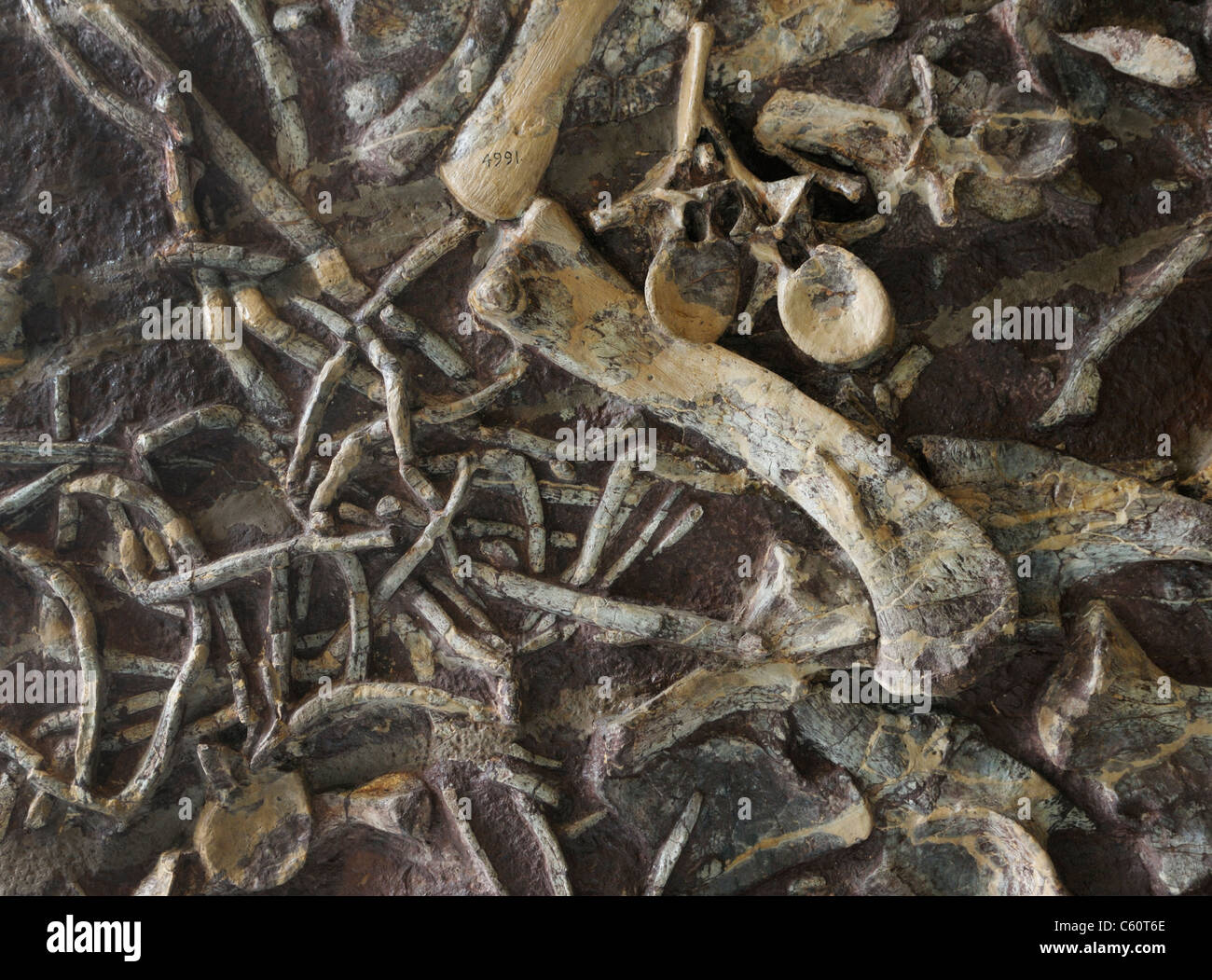 Fossil Phytosaur, Clepsysaurus manhattanensis, bones collected in Edgewater, NJ in 1910 Stock Photo