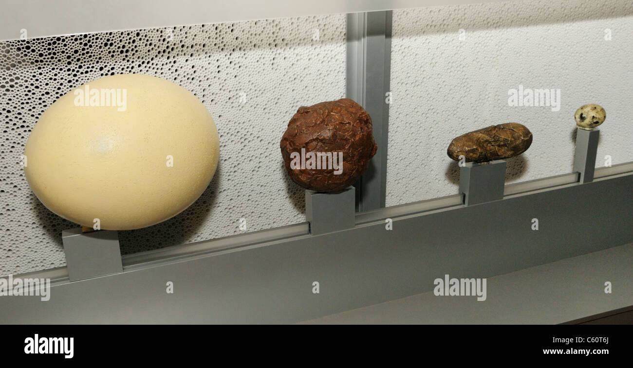 Dinosaur and bird eggs of various sizes.  See description for the four species. Stock Photo