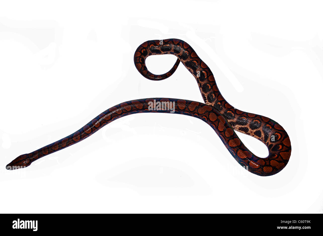 Burmese Python Coloring Pages