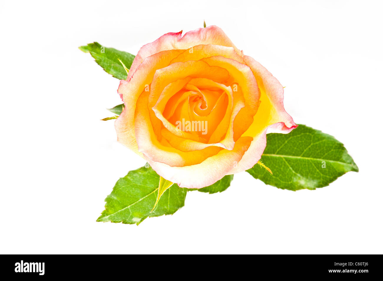 Beautiful red yellow rose over white with green leaves Stock Photo Alamy