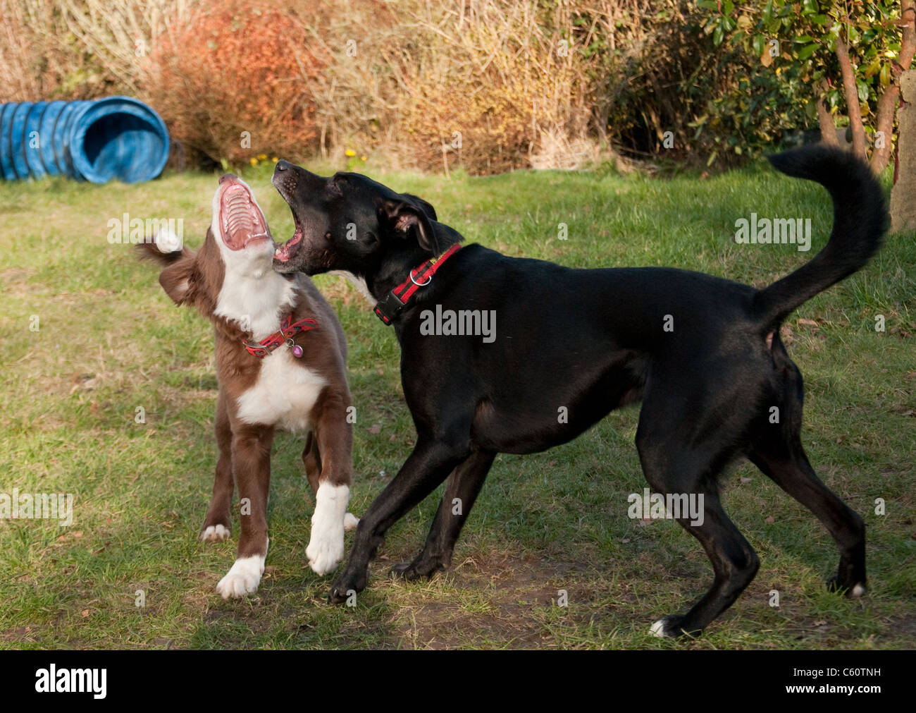 Dogs playing in garden Stock Photo - Alamy