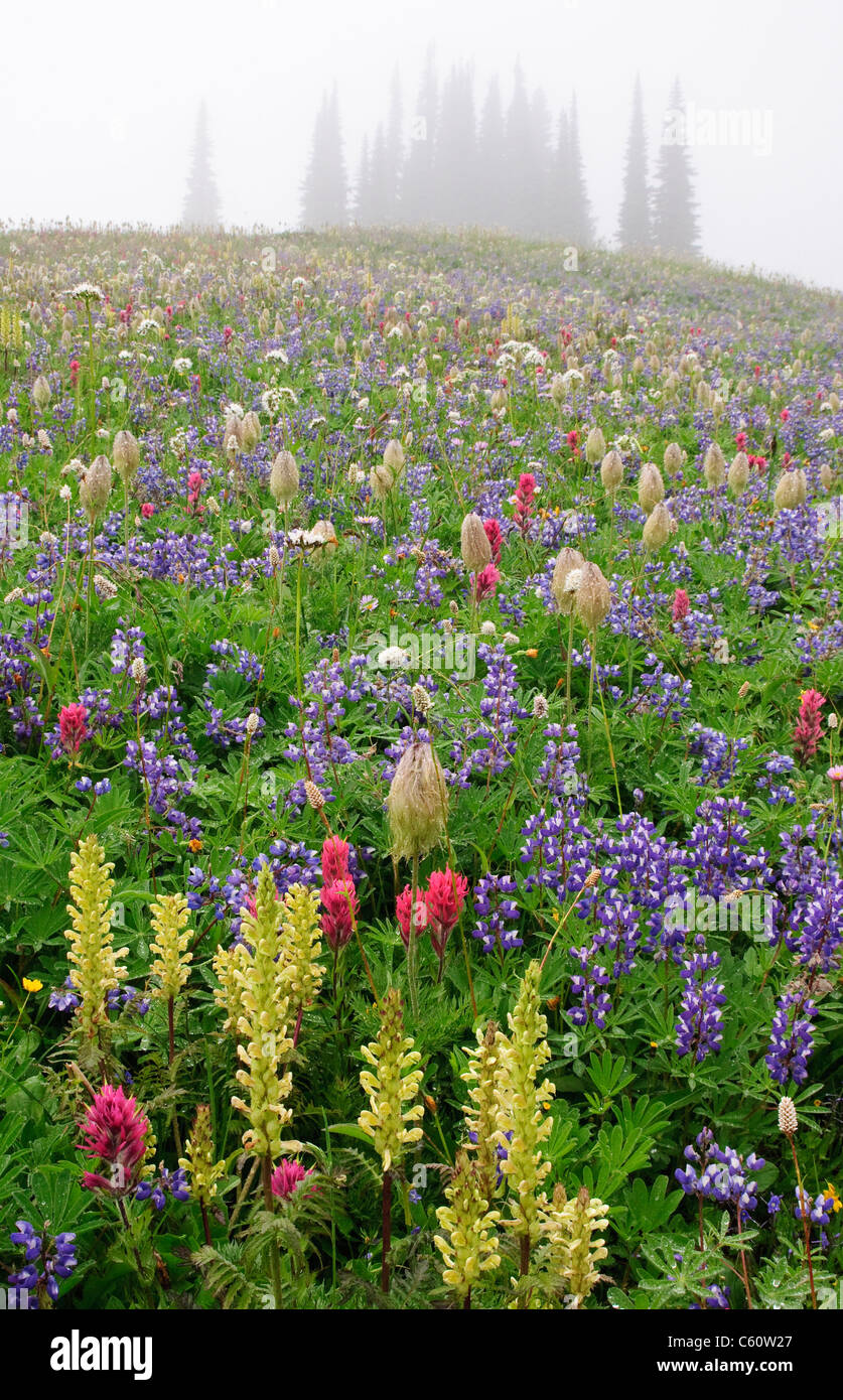 Wildflowers in meadow along Lakes Trail on Mazama Ridge; Mount Rainier National Park, Washington. Stock Photo