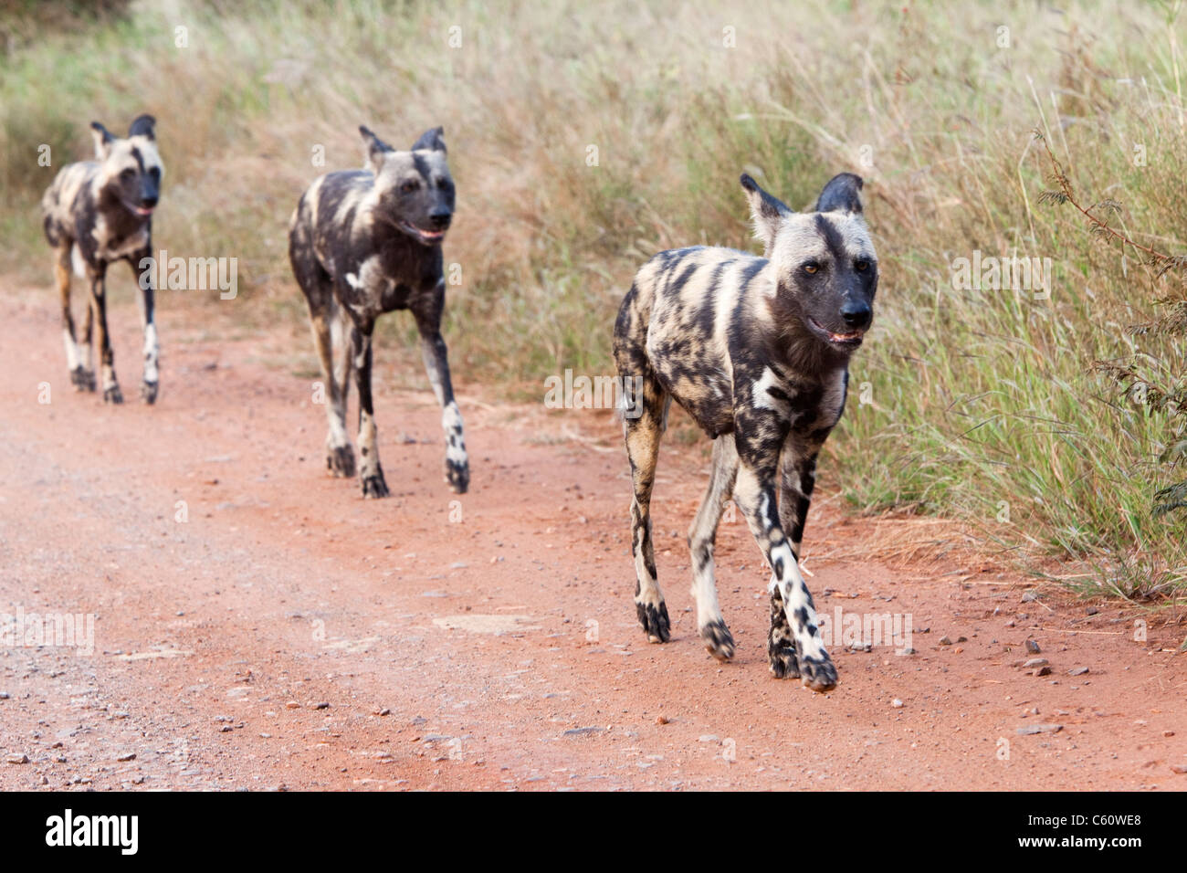 African wild dog pack, Lycaon pictus, hunting, Kruger National Park, South Africa Stock Photo
