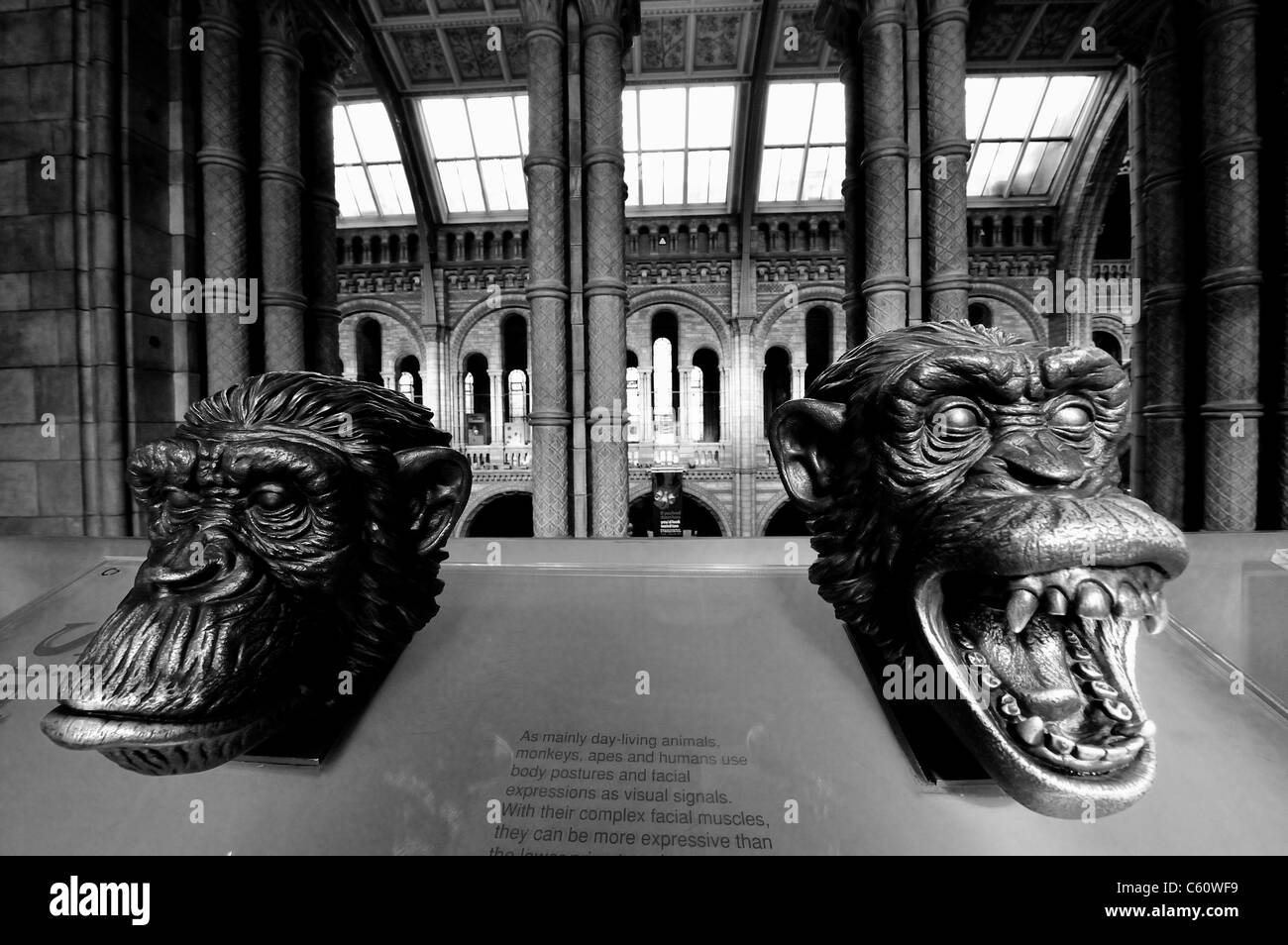 A sculpted exhibit of monkey and apes at the Natural History Museum, London Stock Photo