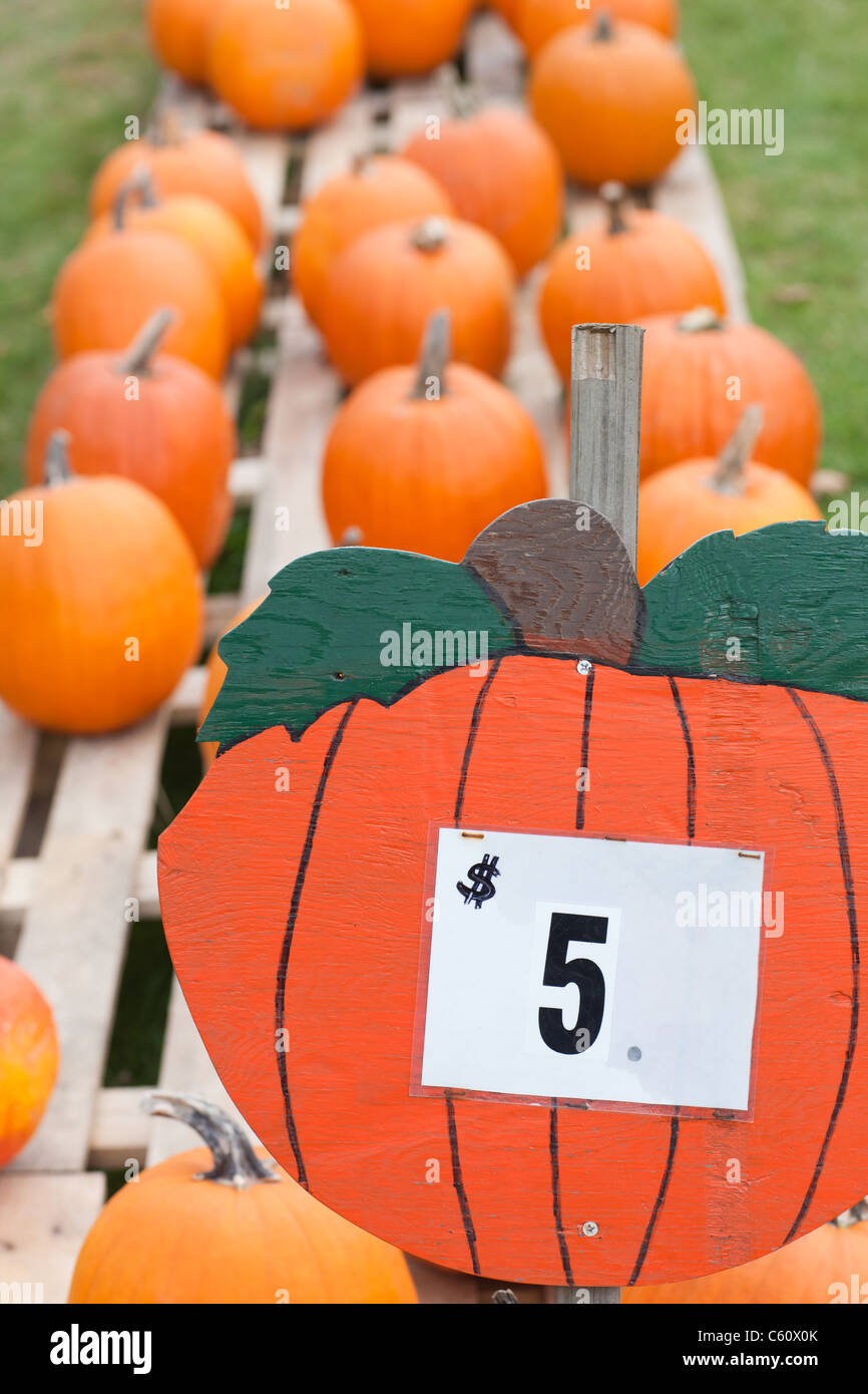 Pumpkins for sale sign hires stock photography and images Alamy