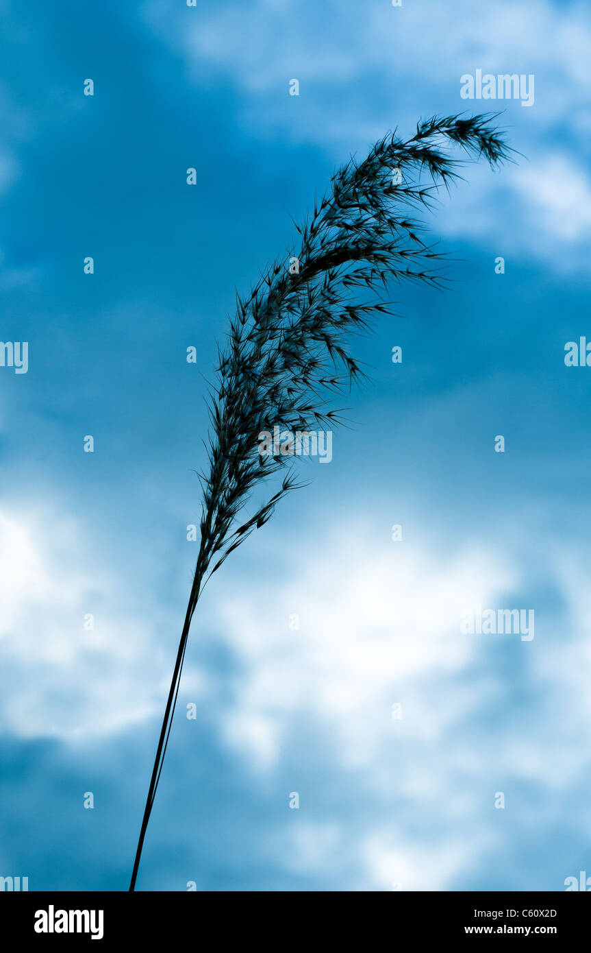 One blade of grass in the thunder sky Stock Photo Alamy
