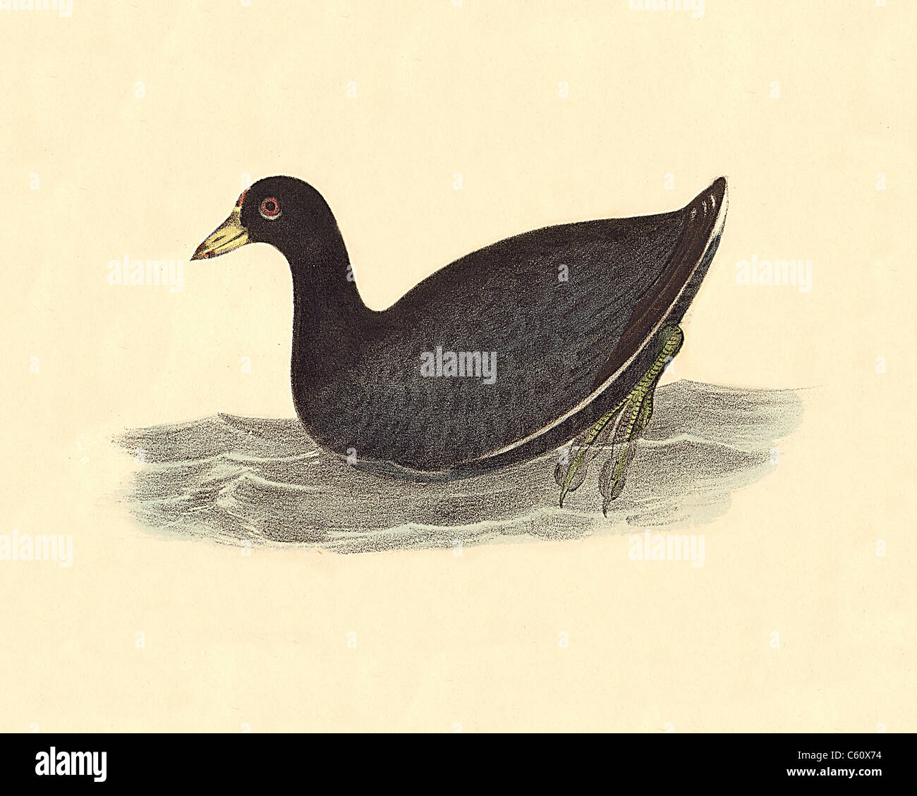 The American Coot, or Mud Hen (Fulica americana) vintage bird lithograph - James De Kay, Zoology of New York or the New-York Fauna Part II Birds Stock Photo