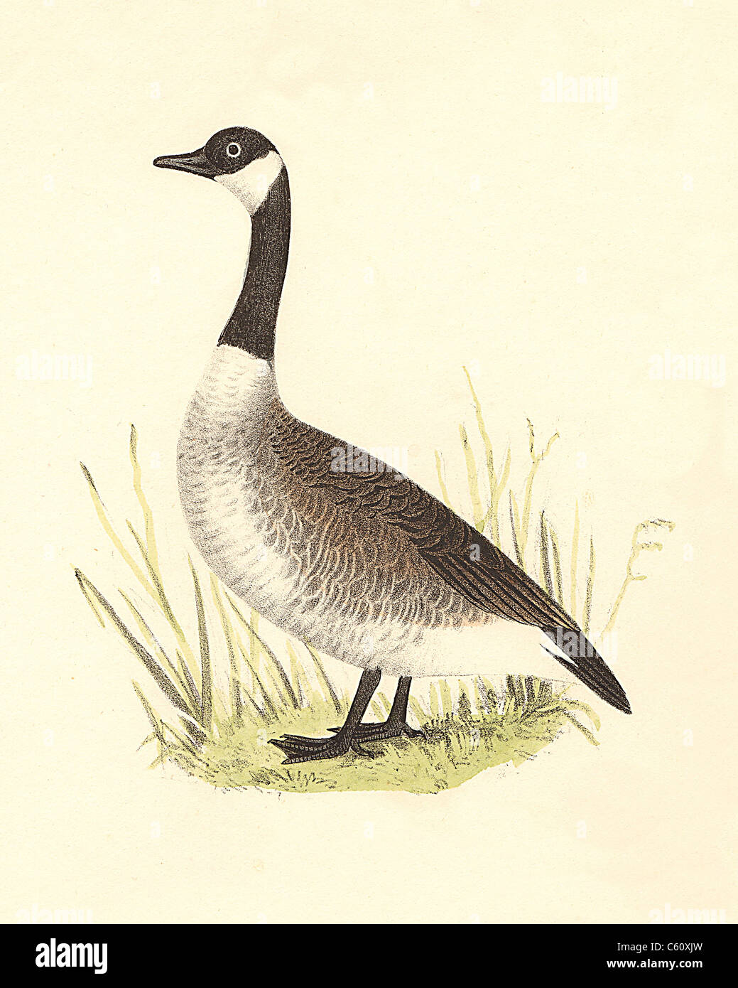 Canada goose discount illustration