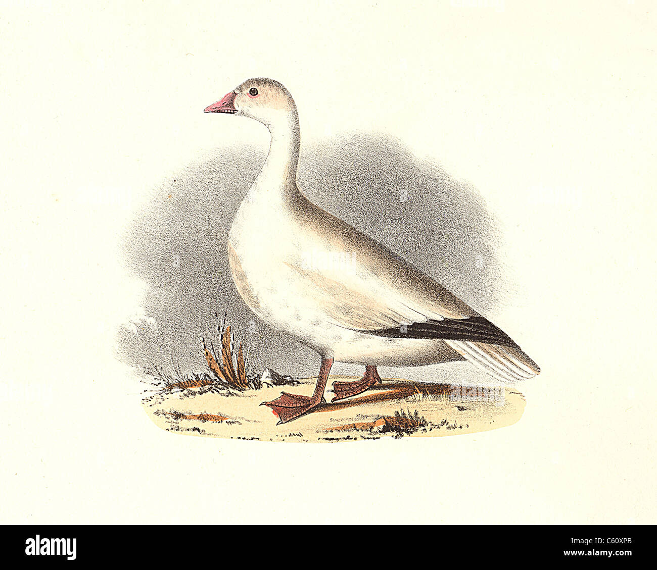 The Snow Goose (Anser hyperboreus, Anser caerulescens) vintage bird lithograph - James De Kay, Zoology of New York or the New-York Fauna Part II Birds Stock Photo