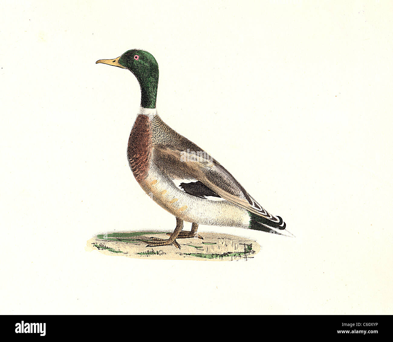 The Mallard, or Wild Duck (Anas boschas, Anas platyrhynchos) vintage bird lithograph - James De Kay, Zoology of New York, or the New-York Fauna, Birds Stock Photo