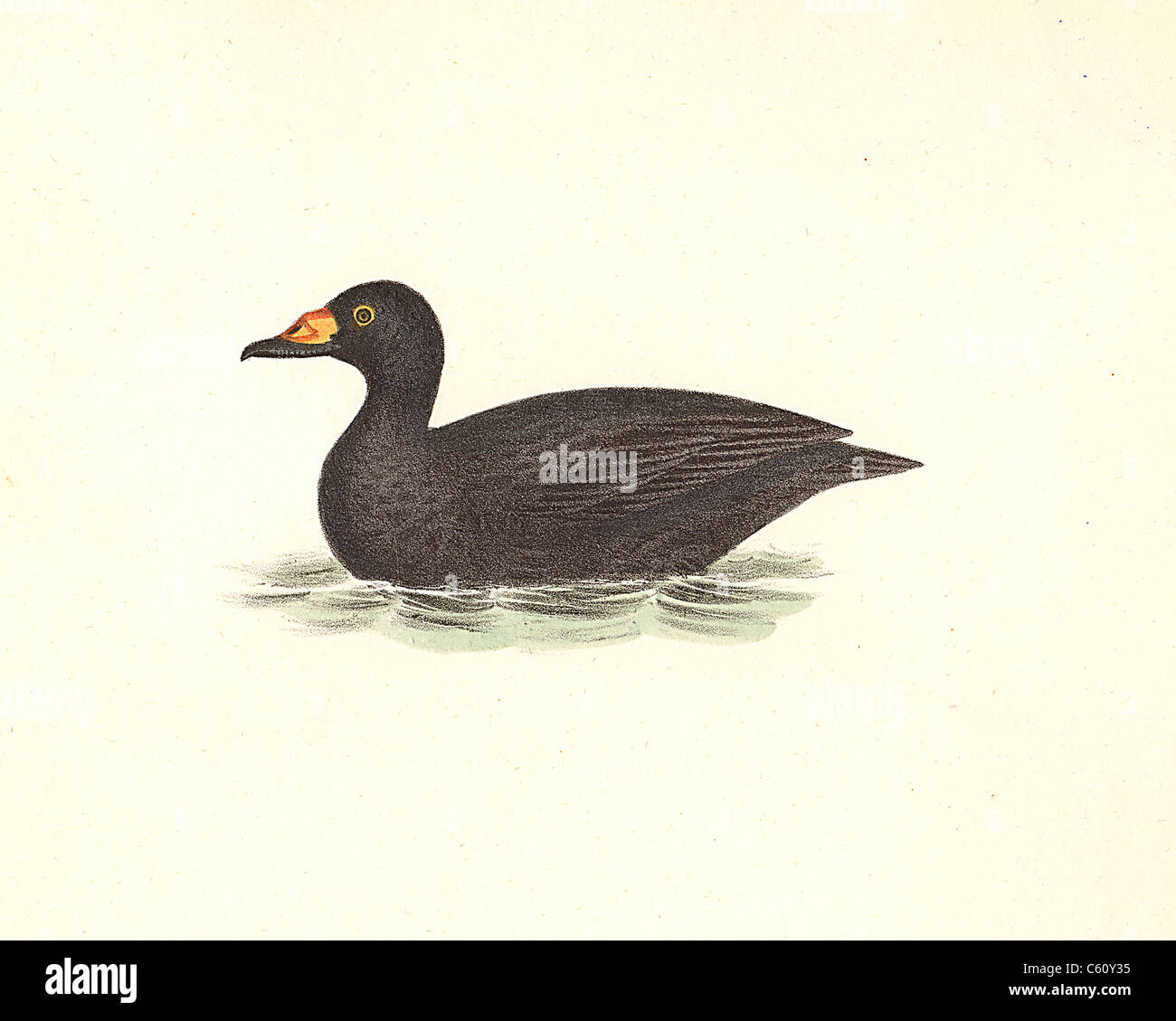 The Broad-billed Coot, Black Scoter, American Scoter (Fuligula americana, Melanitta americana) - James De Kay, Zoology of New York, NY Fauna, Birds Stock Photo