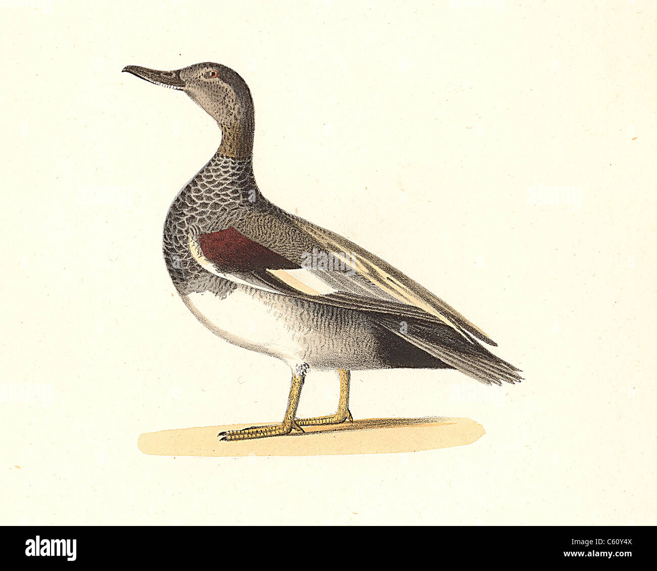 The Grey Duck, or The Gadwall (Anas strepera, Mareca strepera) vintage bird lithograph - James De Kay, Zoology of New York, the New-York Fauna, Birds Stock Photo