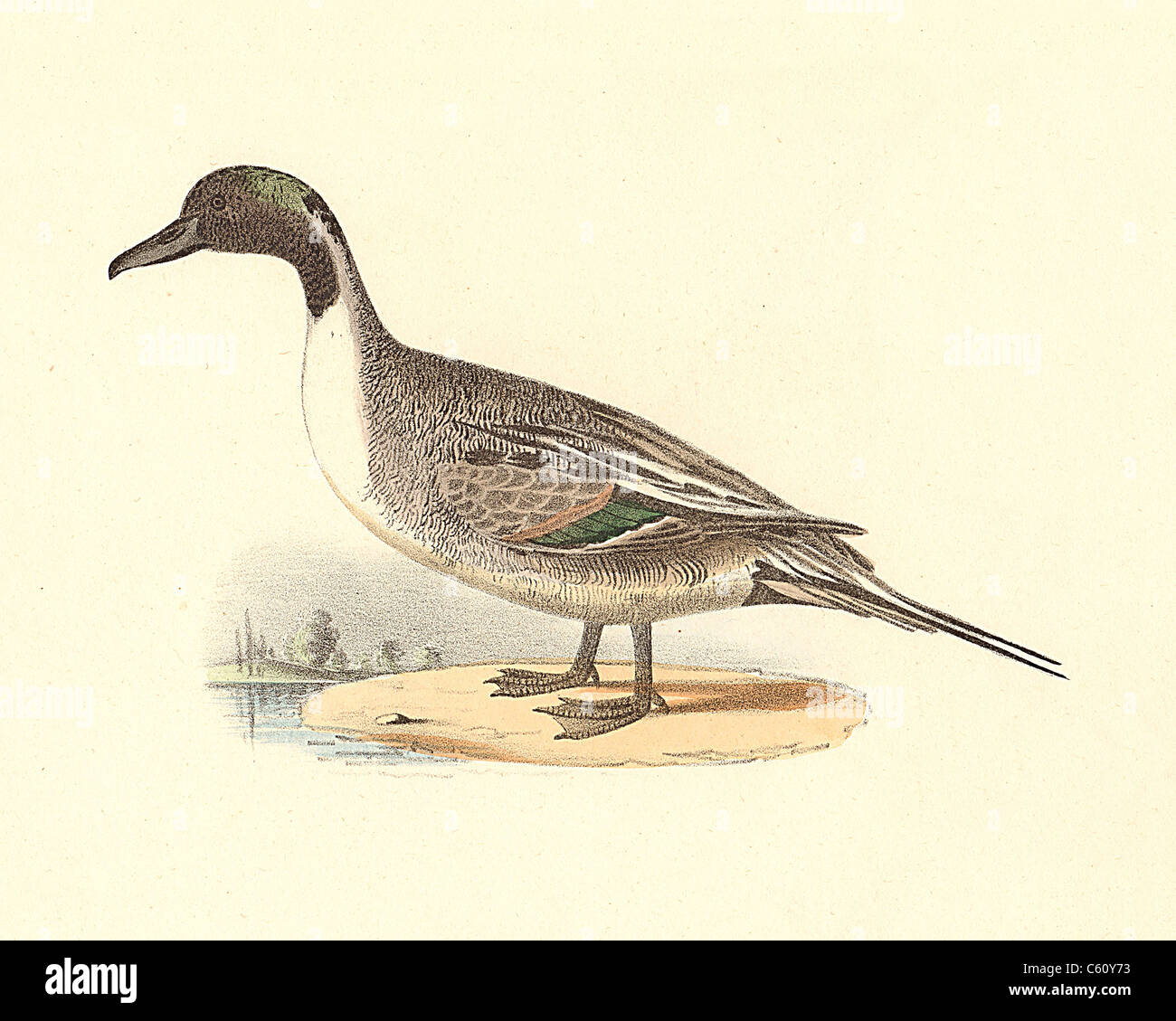 The Pintail Duck or Northern Pintail (Anas acuta) vintage bird lithograph - James De Kay, Zoology of New York, or the New-York Fauna, Part II, Birds Stock Photo