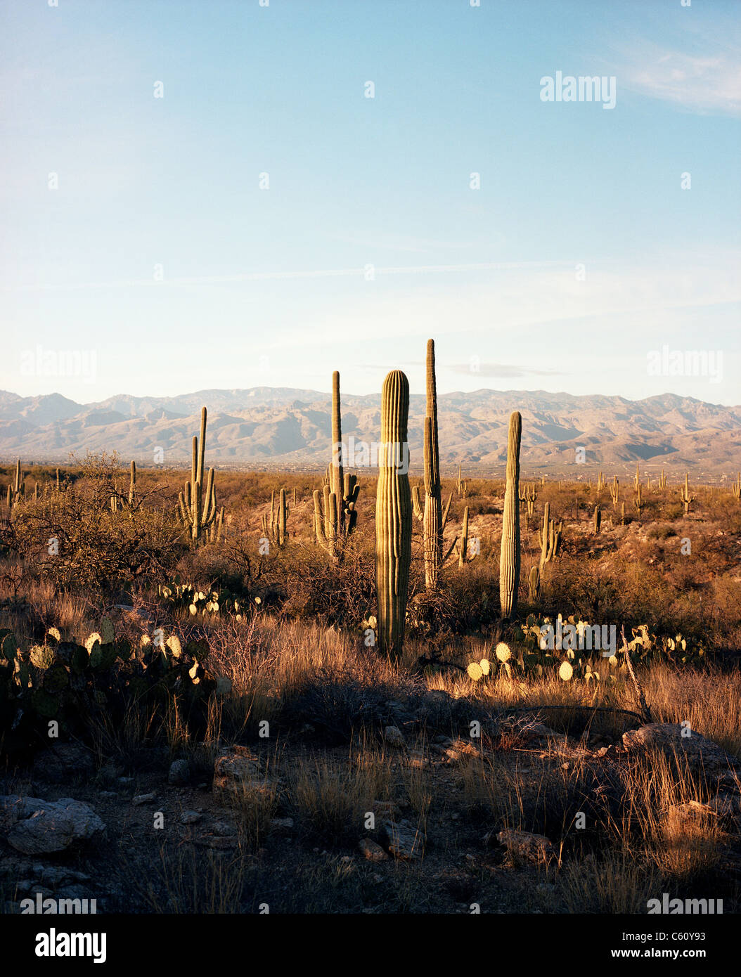 Cacti landscape, Saguaro National Park in Tucson, Arizona Stock Photo