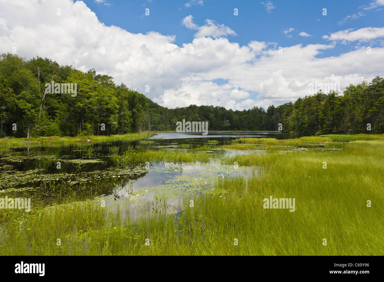 lake  pond  wetlands Adirondacks scenic landscape Stock Photo