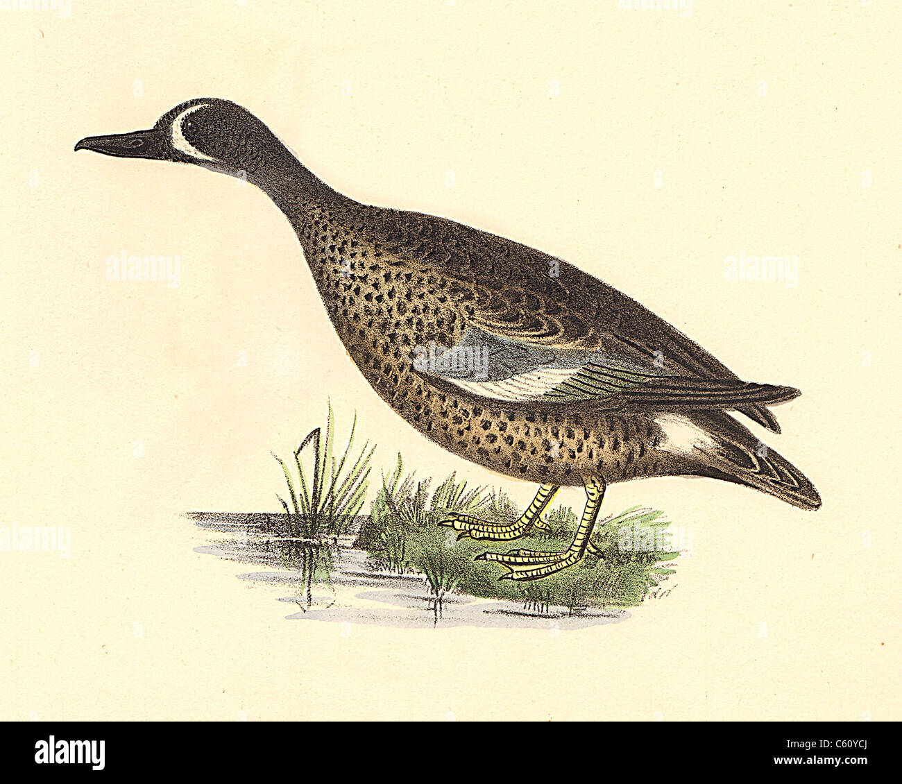 The Blue-winged Teal (Anas discors, Spatula discors) vintage bird lithograph - James De Kay, Zoology of New York, or the New-York Fauna, Birds Stock Photo
