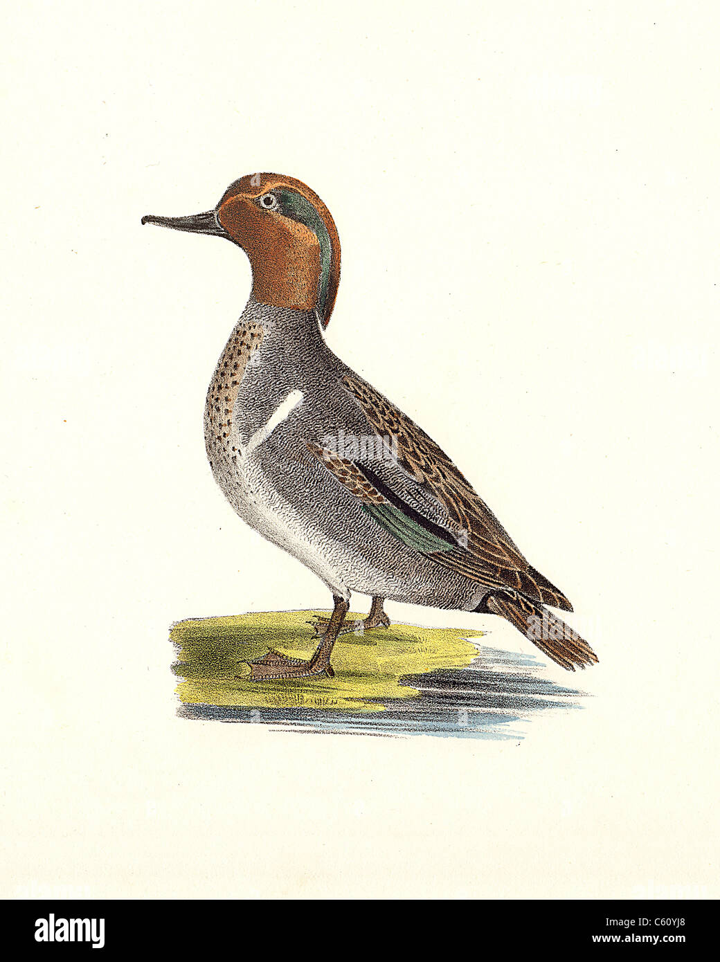 The Green-winged Teal (Anas carolinensis) vintage bird lithograph - James De Kay, Zoology of New York, or the New-York Fauna, Part II, Birds Stock Photo