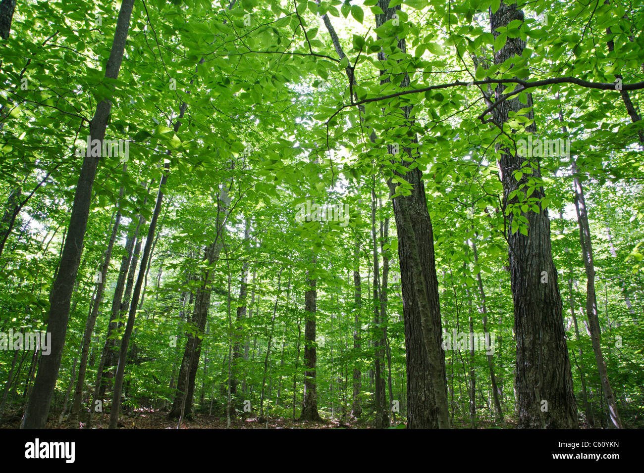 Hardwood Forest during the summer months in the area of the Deer Brook drainage of Albany, New Hampshire USA Stock Photo