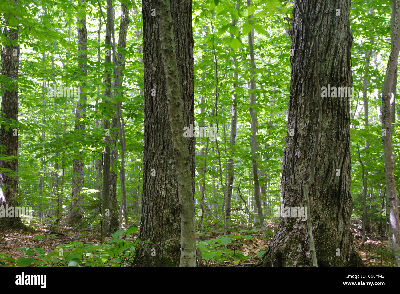 Hardwood Forest during the summer months in the area of the Deer Brook drainage of Albany, New Hampshire USA Stock Photo