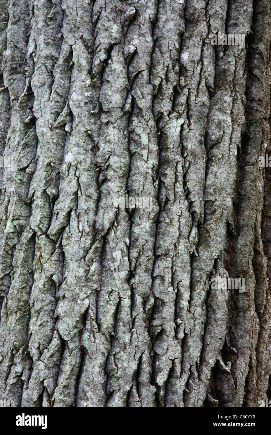 Bigtooth Aspen High Resolution Stock Photography And Images Alamy