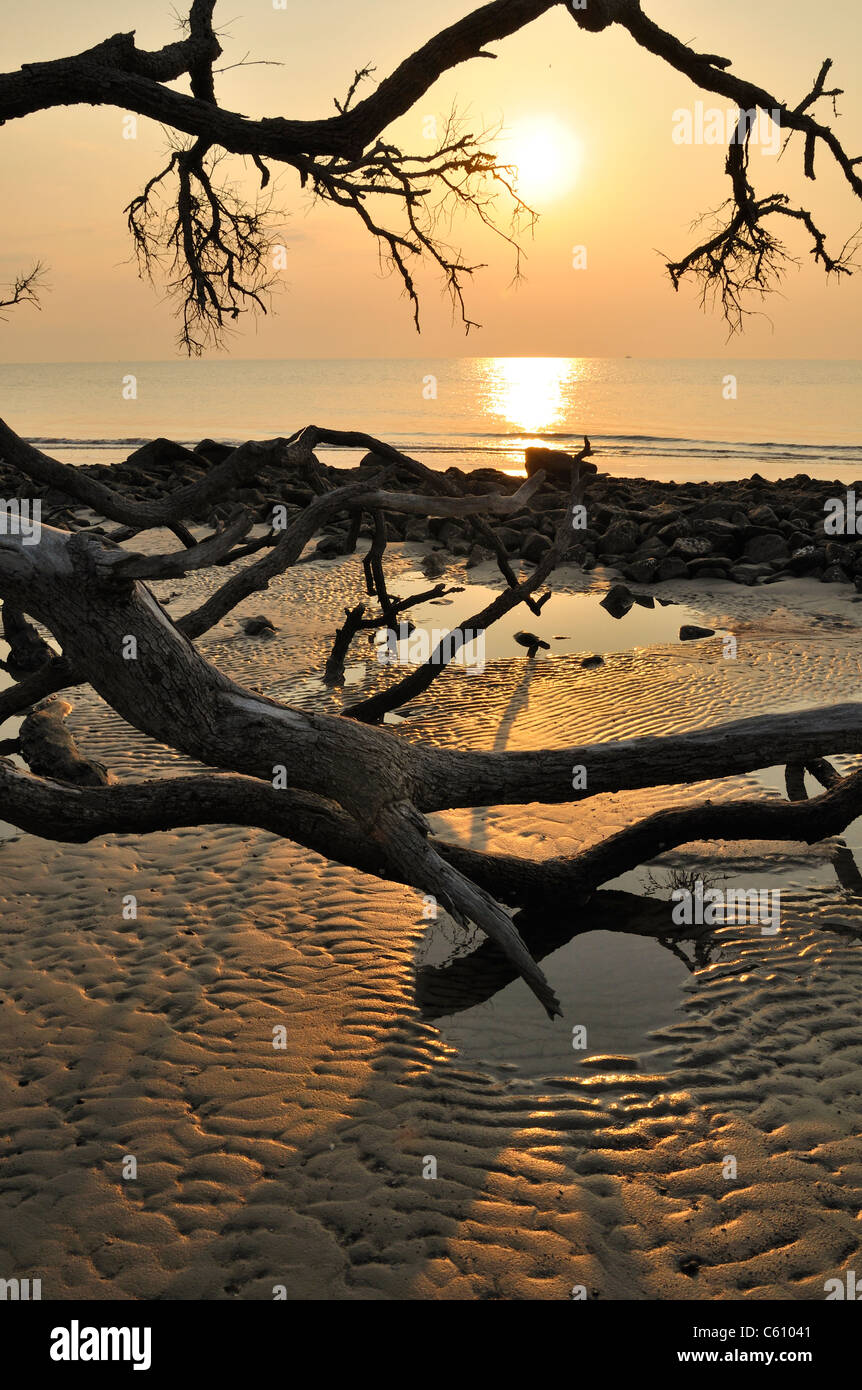 Morning light and sunrise on Driftwood beach, Jekyll island, Georgia Stock  Photo - Alamy, image size:862x1390