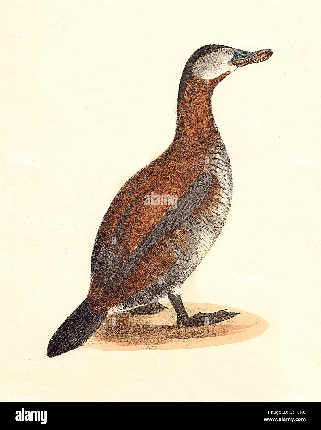The Ruddy Duck, (Fuligula rubida, Oxyura jamaicensis) vintage bird lithograph - James De Kay, Zoology of New York, or the NY Fauna, Part II, Birds Stock Photo