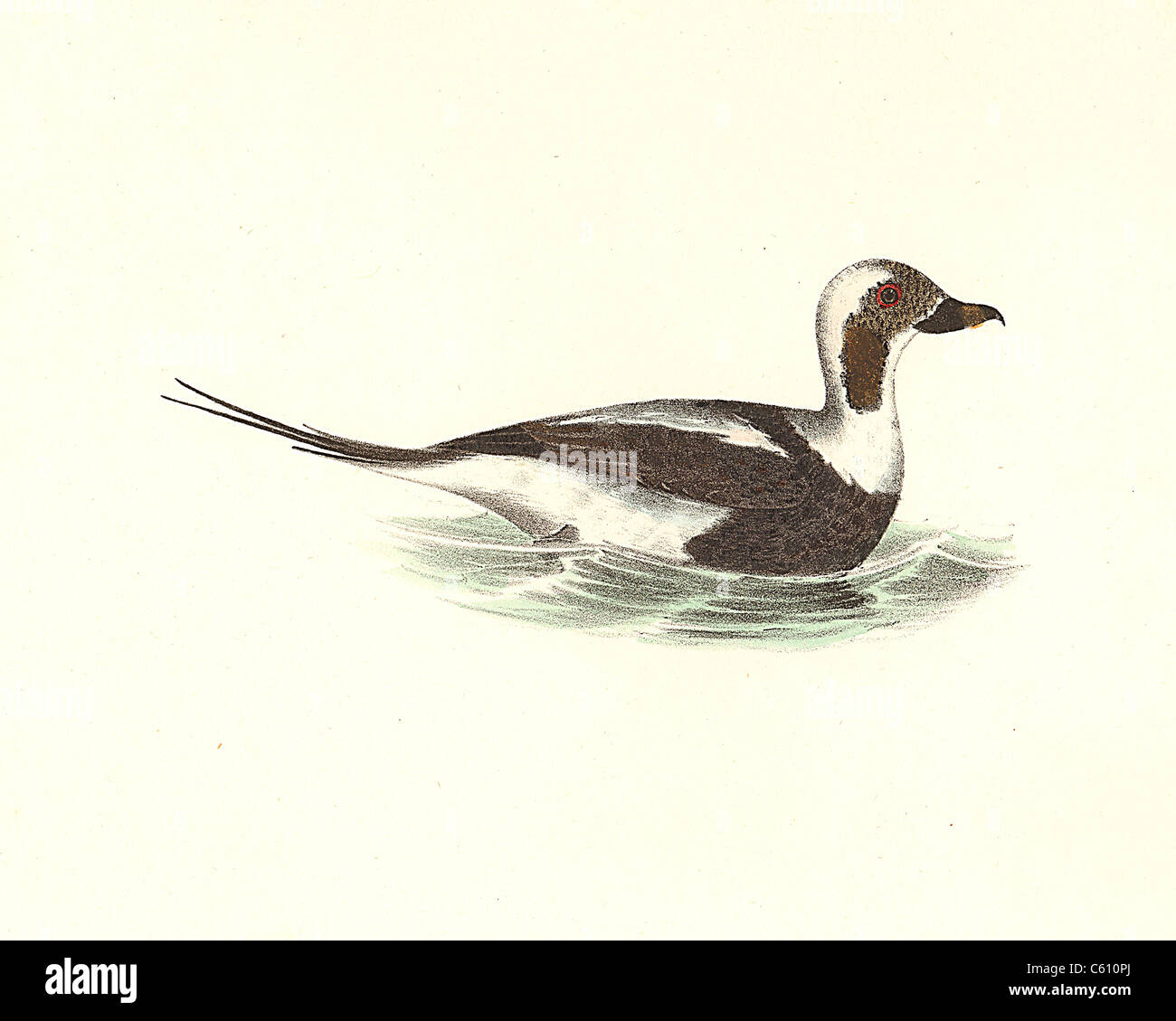 The Oldwife, Old Squaw Long-Tailed Duck (Fuligula glacialis, Clangula hyemalis) vintage bird lithograph - James De Kay, Zoology of New York, Stock Photo