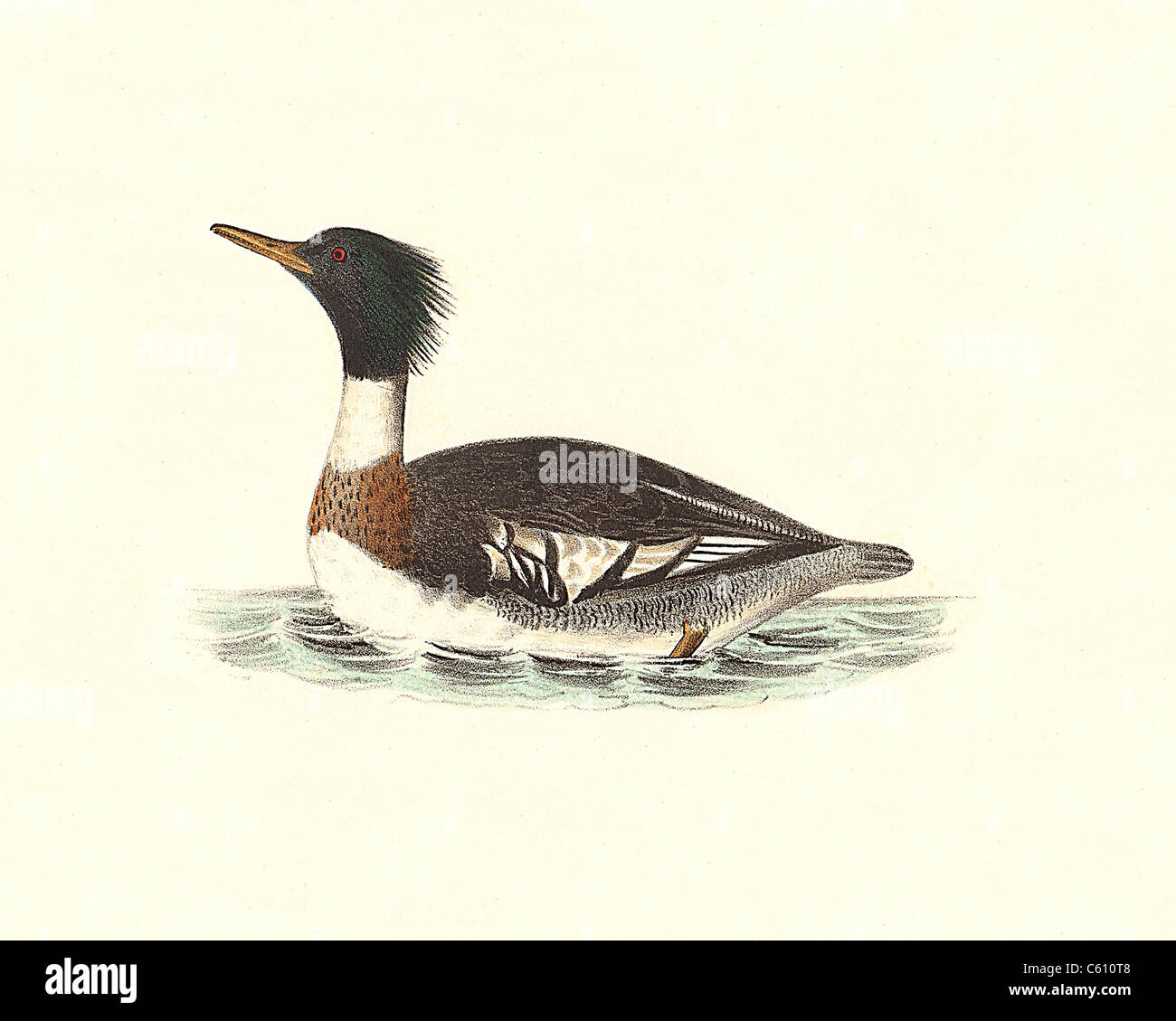 The Red-breasted Sheldrake, Red-breasted Merganser (Merganser serrator, Mergus serrator) vintage bird lithograph - James De Kay, Zoology of NY, Birds Stock Photo