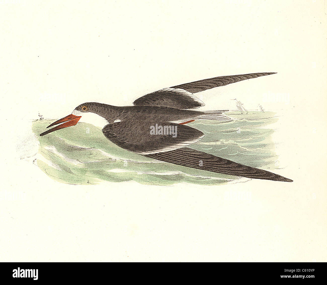 The Black Skimmer (Rhynchops nigra, Rynchops niger) vintage bird lithograph - James De Kay, Zoology of New York, or the New-York Fauna, Part II, Birds Stock Photo