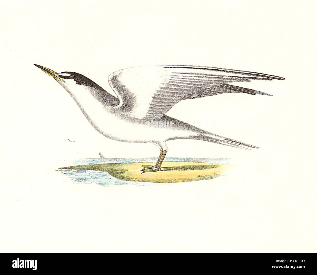 The Silvery Tern, Least Tern, Lesser Tern (Sterna argentea, Sternula antillarum) vintage bird lithograph - James De Kay, Zoology of New York, Birds Stock Photo