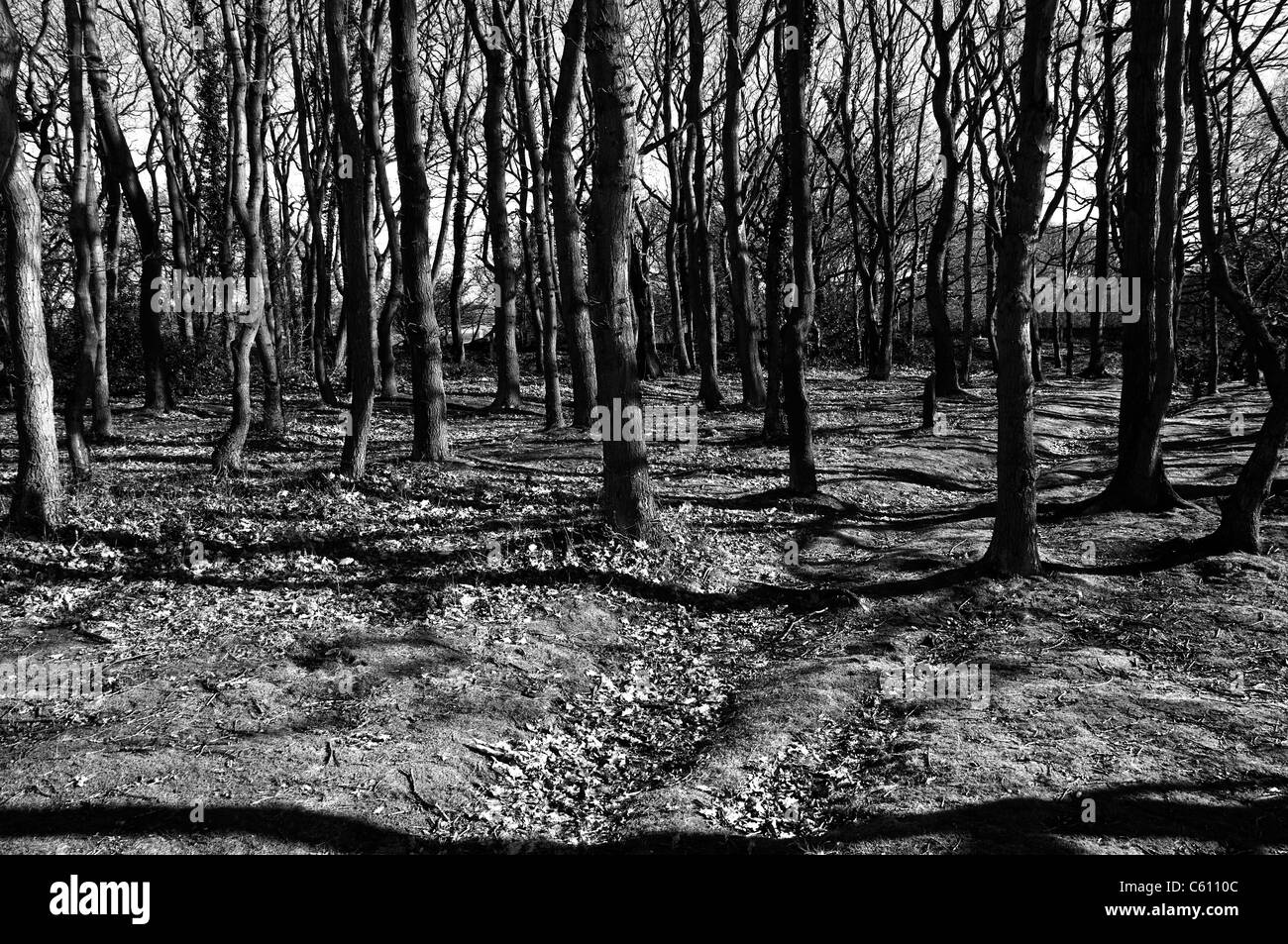 Black and white trees woods Black and White Stock Photos & Images - Alamy