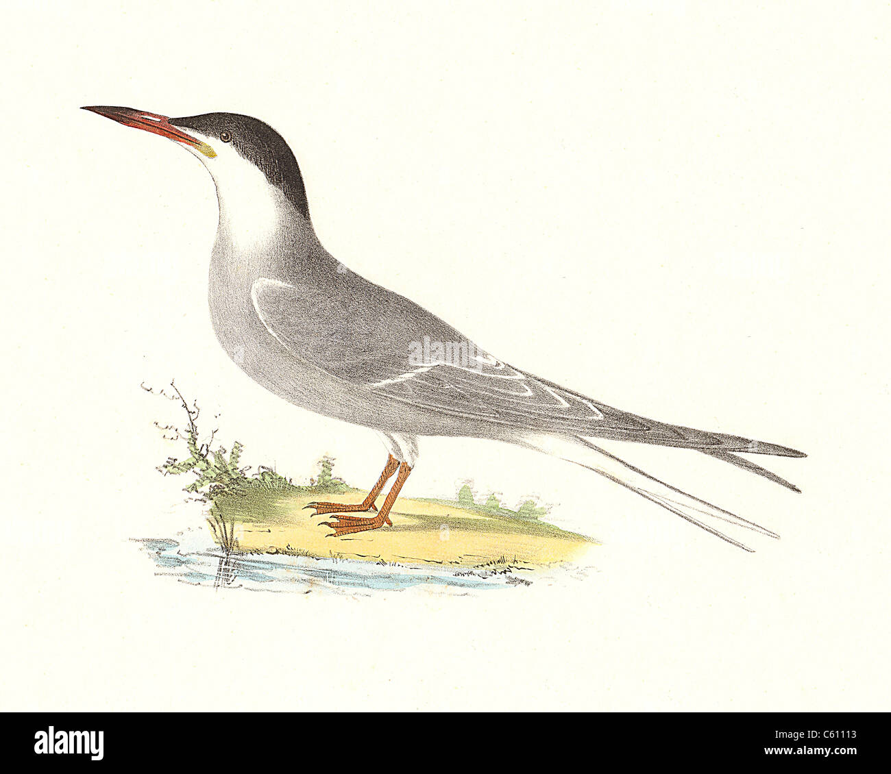 The Common Tern (Sterna hirundo) vintage bird lithograph - James De Kay, Zoology of New York, or the New-York Fauna, Part II, Birds Stock Photo