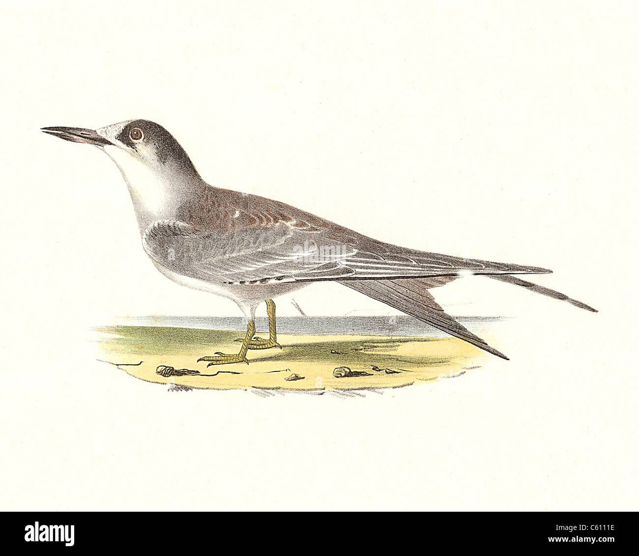 The Common Tern - young (juvenile) (Sterna hirundo) vintage bird lithograph - James De Kay, Zoology of New York, or the New-York Fauna, Part II, Birds Stock Photo