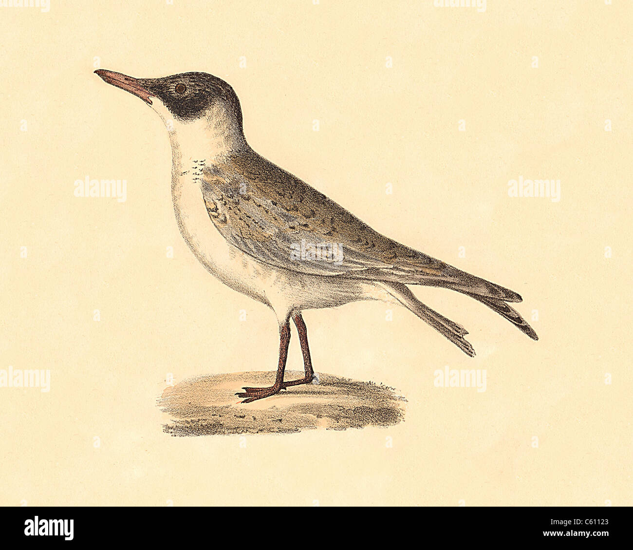 The Cayenne Tern, Royal Tern (Sterna cayana, Thalasseus maximus) vintage bird lithograph - James De Kay, Zoology of New York, or the NY Fauna, Birds Stock Photo