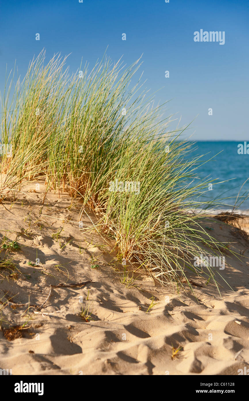 Grass on sand dune Stock Photo